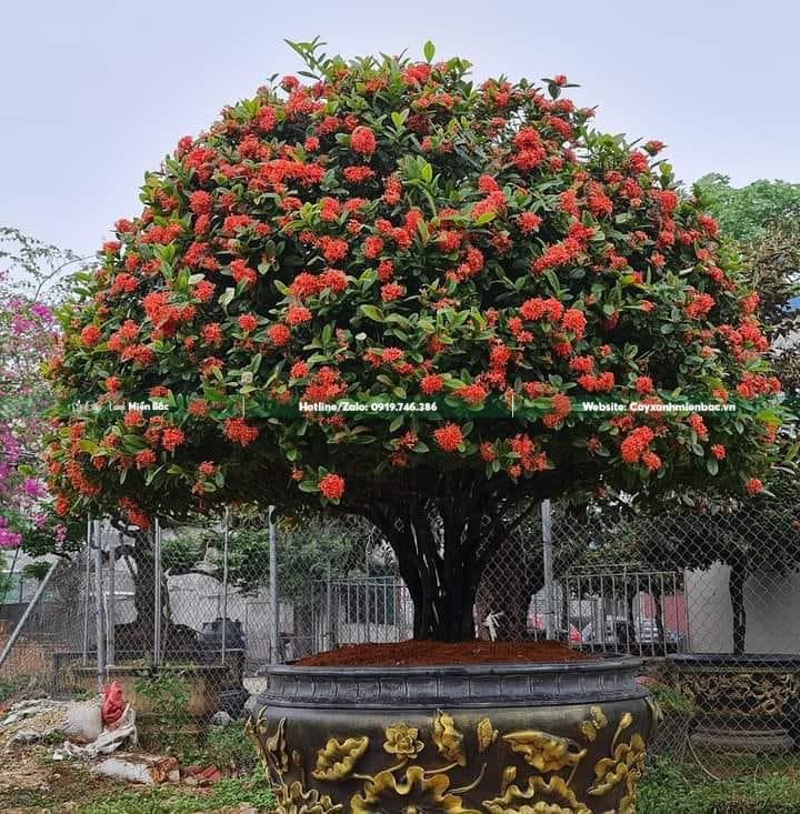 Chậu mẫu đơn cổ thụ hoa đỏ